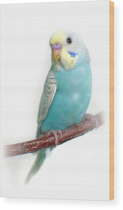 Budgie Wood Print featuring the photograph Blue Budgie Baby by Nathan Abbott
