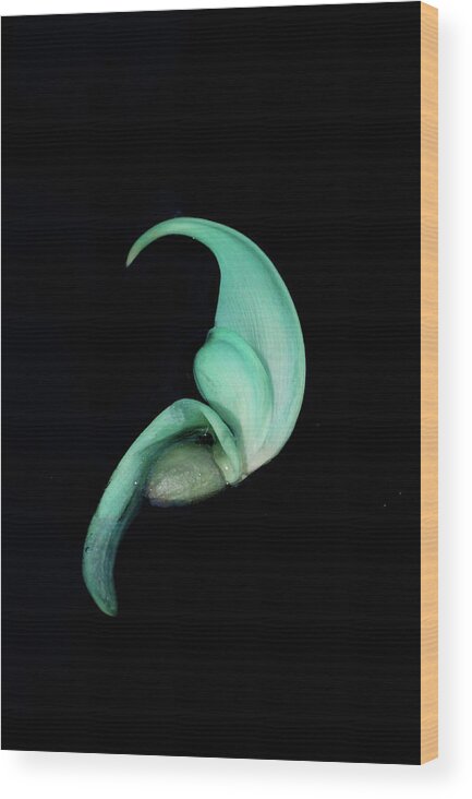 Jade Vine Wood Print featuring the photograph Blue Claw by Cate Franklyn