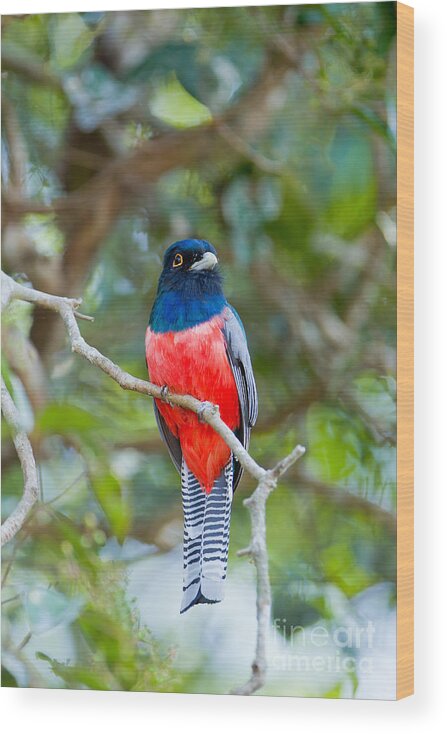 Blue-crowned Trogon Wood Print featuring the photograph Blue-crowned Trogon by B.G. Thomson