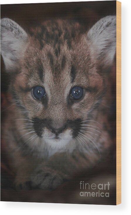 Cat Wood Print featuring the photograph Blue Eyed Baby by Becqi Sherman