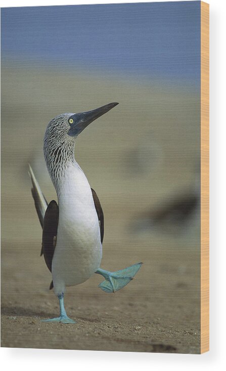 00140218 Wood Print featuring the photograph Blue-footed Booby Sula Nebouxii by Tui De Roy