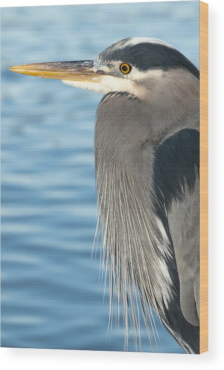 Heron Wood Print featuring the photograph Blue Heron by Terry Dadswell