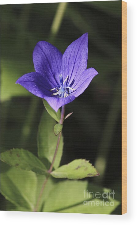 Plant Wood Print featuring the photograph Blue Magic by Teresa Zieba