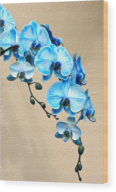 Orchid Wood Print featuring the photograph Blue Mystique Orchid by Byron Varvarigos