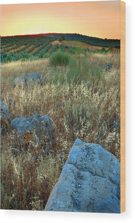 Iznajar Wood Print featuring the photograph blue stones amongst the olive groves near Iznajar Andalucia Spain by Mal Bray