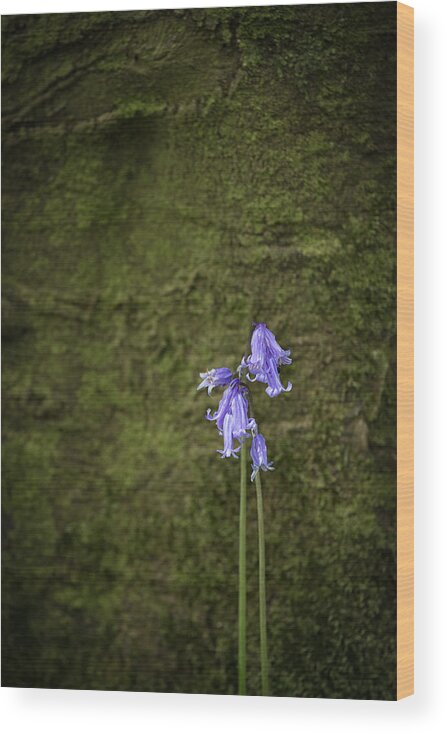 Bluebell Wood Print featuring the photograph Bluebells by Nigel R Bell