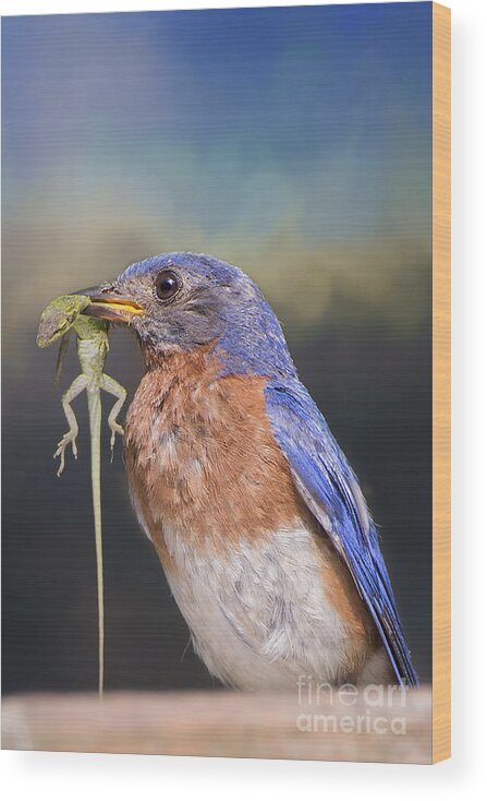 Bluebird Wood Print featuring the photograph Bluebird with Lizard by Bonnie Barry