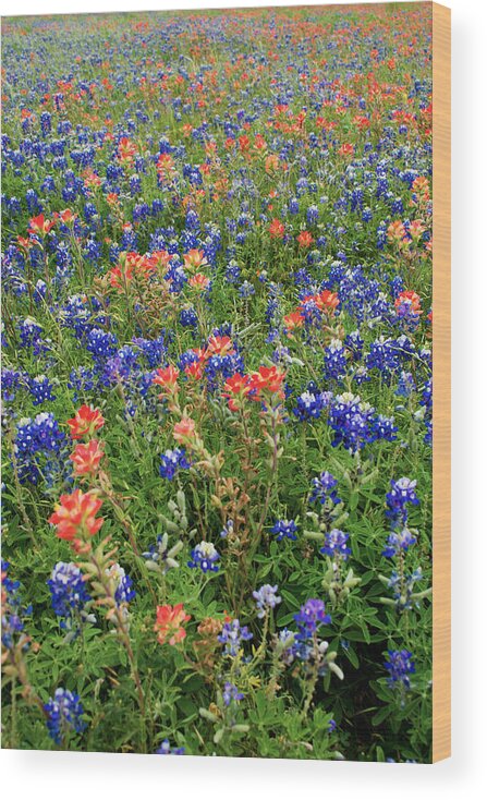 Bluebonnet Pink And Yellow Indian Paintbrush Wild Flowers Landscapes In Texas Wood Print featuring the photograph Bluebonnets and Paintbrushes 3 - Texas by Brian Harig