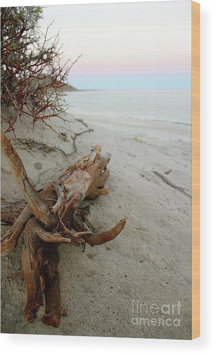 Driftwood Wood Print featuring the photograph Bonanza Beach Driftwood by Becqi Sherman