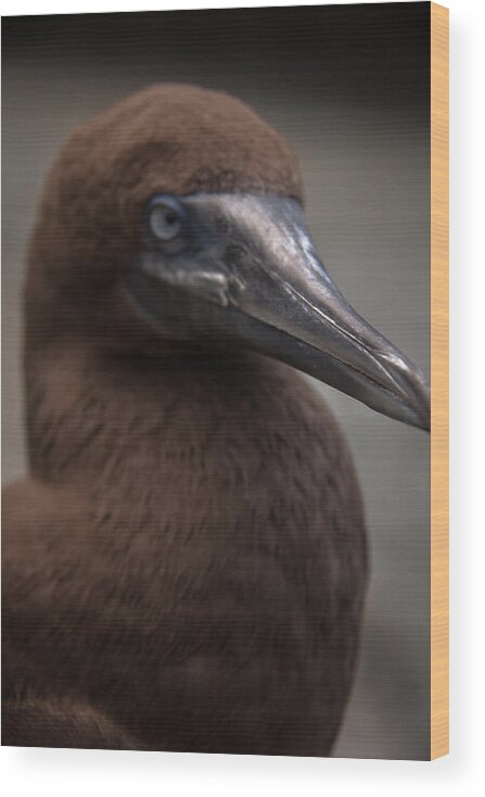 Bird Wood Print featuring the photograph Booby by Lindsey Weimer