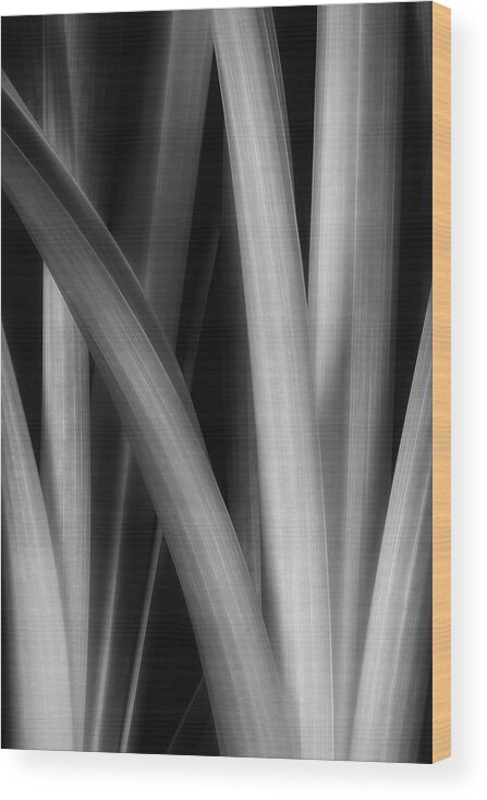 Plant Wood Print featuring the photograph Botanical Abstract I by Tom Mc Nemar