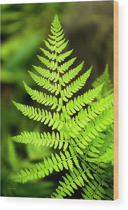 Fern Wood Print featuring the photograph Botanical Fern by Christina Rollo