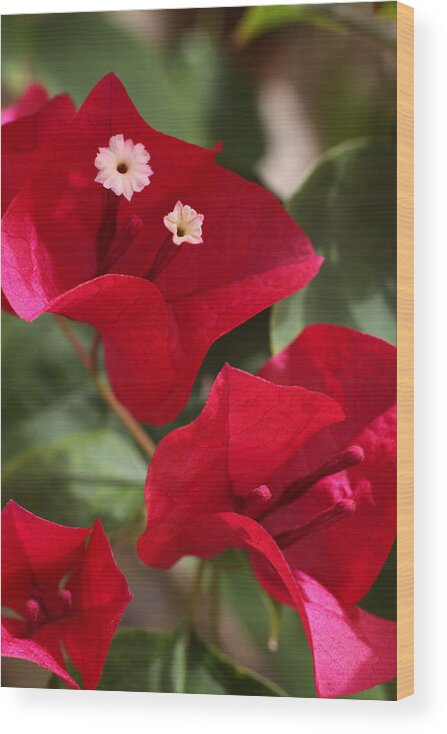 Flower Wood Print featuring the photograph Bougainvillea by Tammy Pool