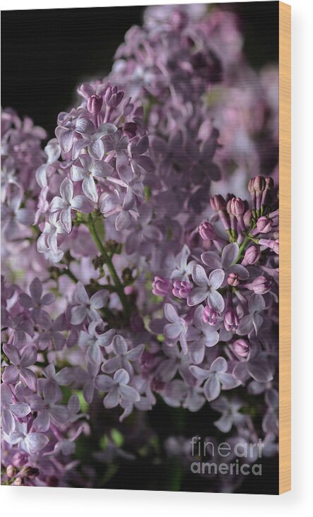 Lilacs Wood Print featuring the photograph Bouquet of Lilacs II by Tamara Becker