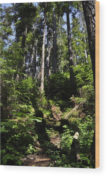 Trail Wood Print featuring the photograph Breadline Bluff Trail by Cathy Mahnke