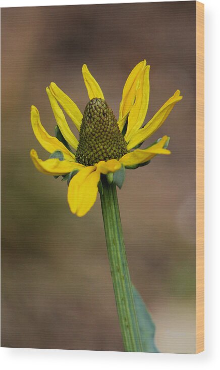 Flower Wood Print featuring the photograph Bright and Shining by Deborah Crew-Johnson