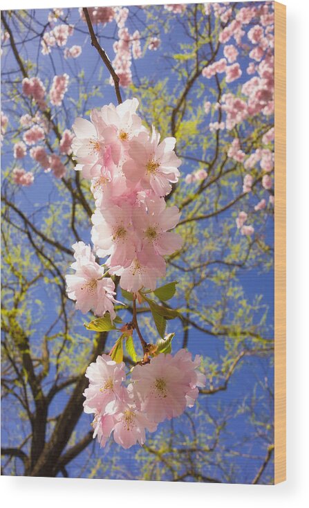 Pink Wood Print featuring the photograph Bright pink blossoms in spring by Matthias Hauser