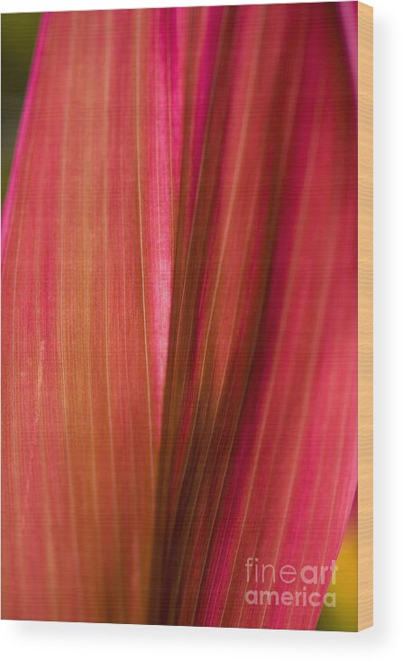 Botanical Wood Print featuring the photograph Bright Red Leaf by Tomas del Amo - Printscapes