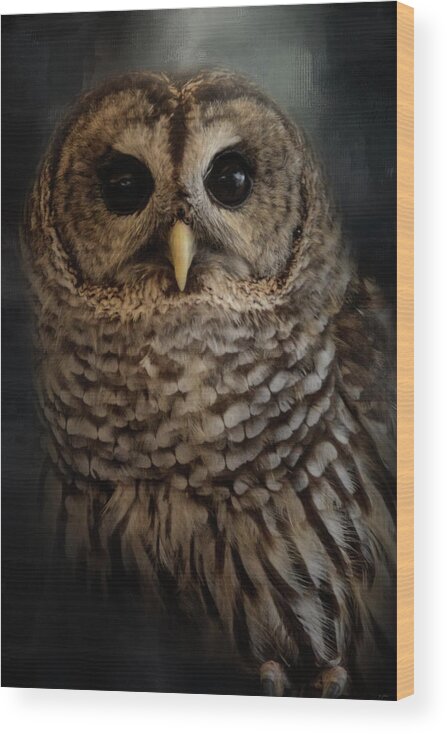 Jai Johnson Wood Print featuring the photograph Brownsville Barred Owl by Jai Johnson