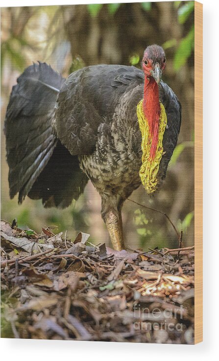 National Park Wood Print featuring the photograph Brush Turkey by Werner Padarin