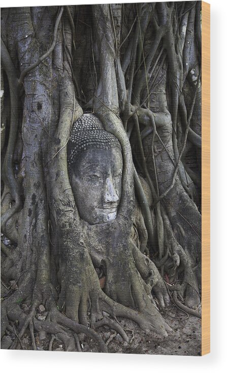 Buddha Head In Tree Wood Print featuring the photograph Buddha Head in Tree by Adrian Evans