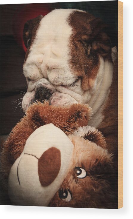 Animal Wood Print featuring the photograph Bull Dog vs. Stuffed Dog by Joni Eskridge