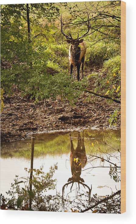 Bull Elk Wood Print featuring the photograph Bull Elk at Waterhole by Michael Dougherty