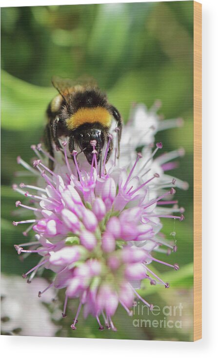 Bumble Bee On Hebe Wood Print featuring the photograph Bumble bee on hebe2 by Julia Gavin