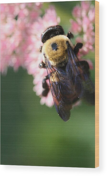 Bee Wood Print featuring the photograph Bumble from Above by Angela Rath