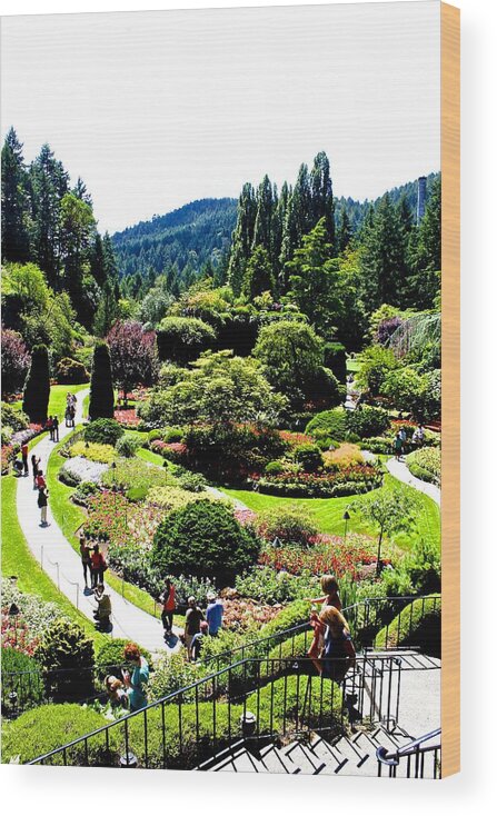  Wood Print featuring the photograph Butchart Gardens by Brian Sereda