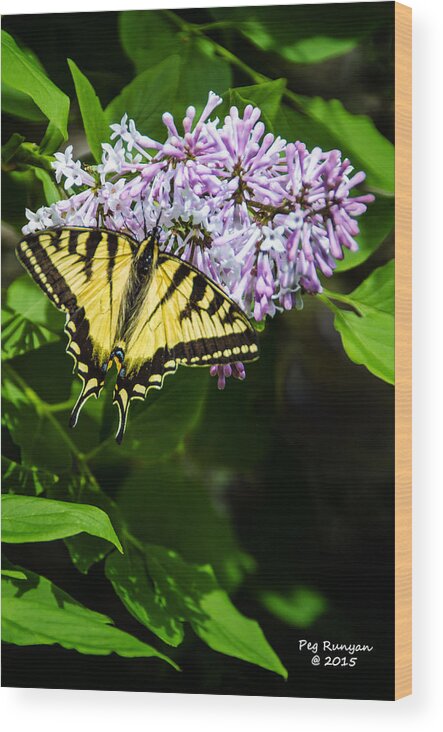 Butterfly Wood Print featuring the photograph Butterfly Beauty by Peg Runyan