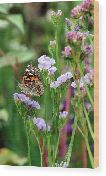 Butterfly Wood Print featuring the photograph Butterfly in the garden by Mary Courtney