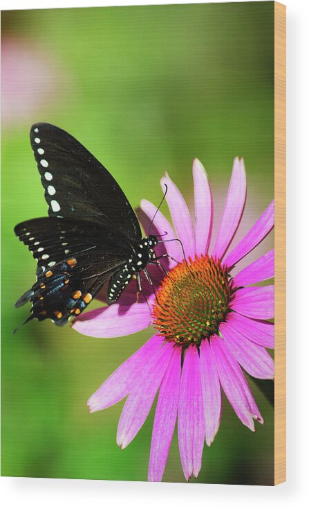 Butterfly Wood Print featuring the photograph Spicebush Butterfly In The Sun by Christina Rollo