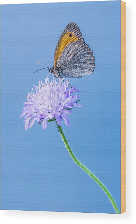 Butterfly Wood Print featuring the photograph Butterfly by Jaroslaw Grudzinski