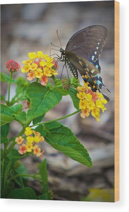 Butterfly Wood Print featuring the photograph Butterfly by John Daly