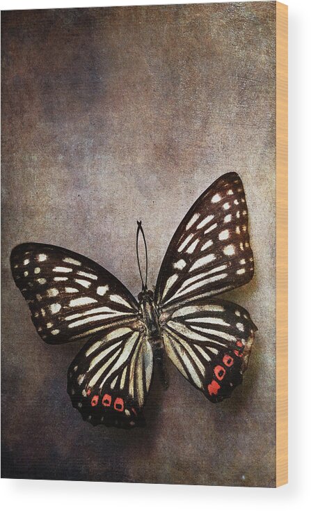 Butterfly Wood Print featuring the photograph Butterfly over textured background by Stephanie Frey