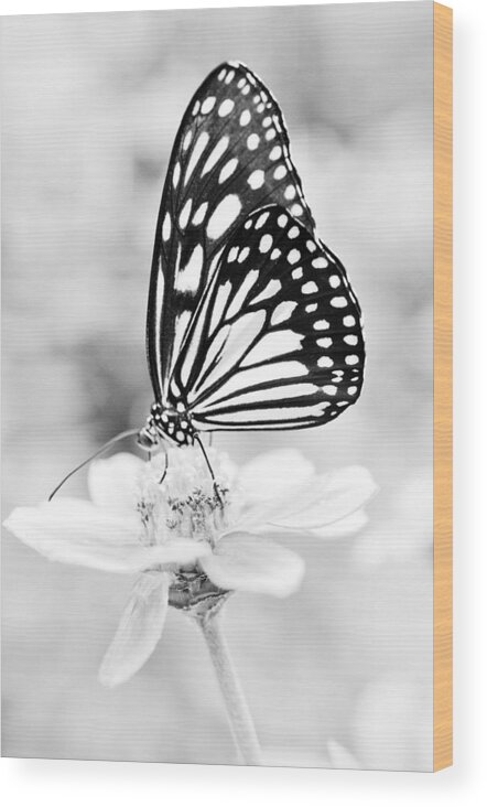 Butterfly Wings Wood Print featuring the photograph Butterfly Wings 7 - Black And White by Marianna Mills