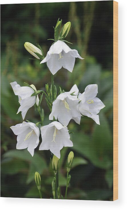 Canterbury Bells Wood Print featuring the photograph Canterbury Bell's by Terence Davis