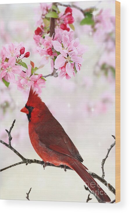 Cardinal Wood Print featuring the photograph Cardinal Amid Spring Tree Blossoms by Stephanie Frey
