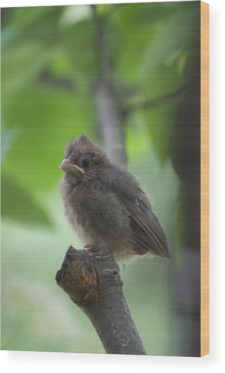 Bird Wood Print featuring the photograph Cardinal Junior by Greg Hayhoe
