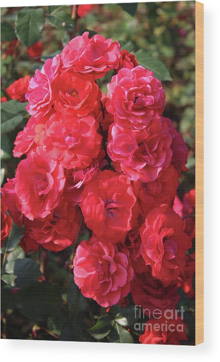 Red Wood Print featuring the photograph Cascading Red Roses by Carol Groenen
