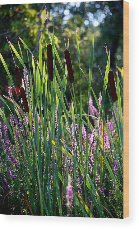 Cat Tails Wood Print featuring the photograph Cat tails in the Morning by John Meader