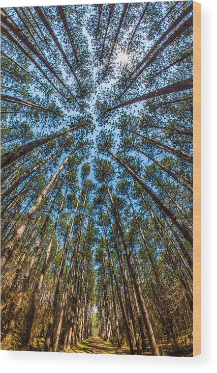 Pine Wood Print featuring the photograph Cathedral In The Pines by Brad Bellisle