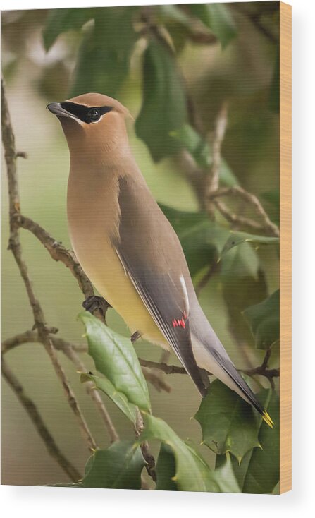 Cedar Waxwing Portrait Wood Print featuring the photograph Cedar Waxwing Portrait by Terry DeLuco