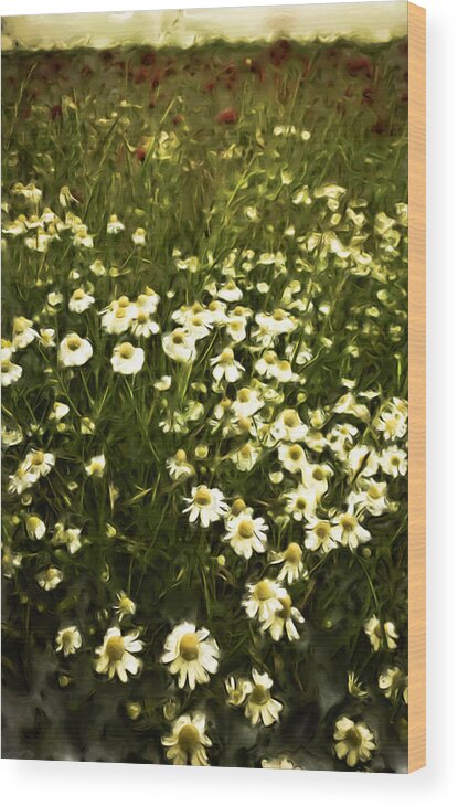 Frank Tschakert Wood Print featuring the painting Chamomile Lawn by Frank Tschakert