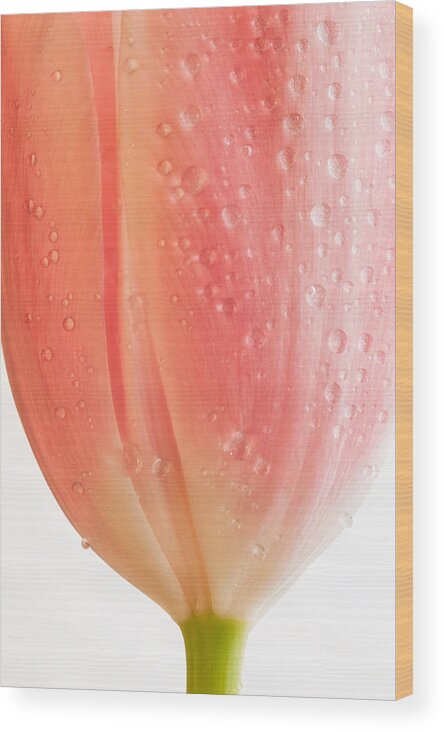 Nature Wood Print featuring the photograph Champagne Tulip by Joan Herwig