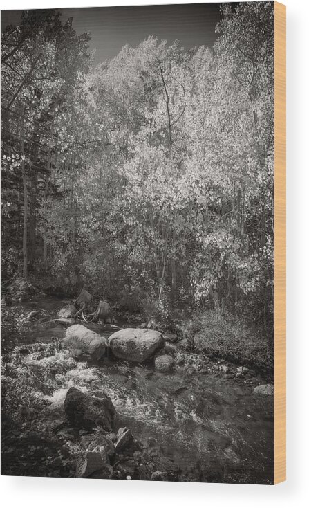 Bishop Creek Wood Print featuring the photograph Changing Aspens Along Bishop Creek in Black and White by Lynn Bauer