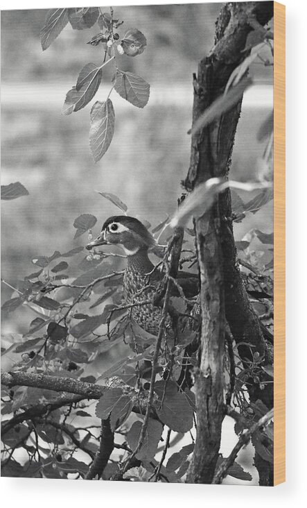 Waterfowl Wood Print featuring the photograph Checking You Out by La Dolce Vita
