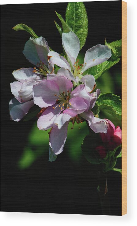 Flower Wood Print featuring the photograph Cherry Blossom by Tikvah's Hope