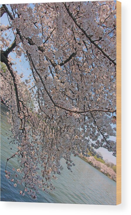 Cherry Blossoms Wood Print featuring the photograph Cherry Blossoms At An Angel by Cora Wandel